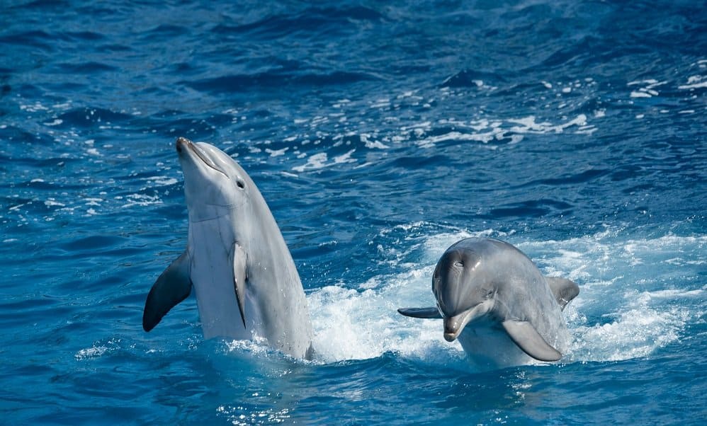 Gavagai AB – Le langage des dauphins sera déchiffré grâce à l’IA d’ici 2021