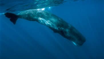 CETI : comprendre le langage des baleines grâce à l'IA