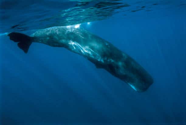 CETI : comprendre le langage des baleines grâce à l'IA