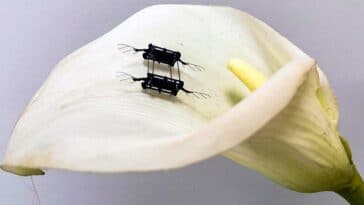 Des actionneurs élastomères diélectriques donnent aux robots l’agilité des insectes