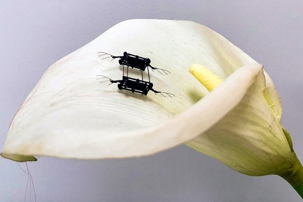 Des actionneurs élastomères diélectriques donnent aux robots l’agilité des insectes