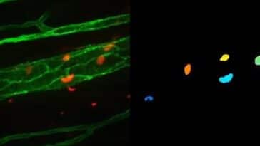 Analyser les cellules à l’aide de la computer vision