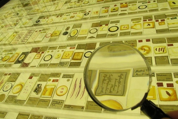L'IA pour numériser les spécimens de musée