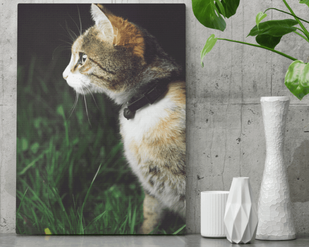 Photo d'un chat sur une toile, posée sur une table